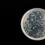 Tratamiento natural de la Candidiasis desde la Kinesiología Kinesiología y candidiasis