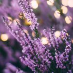 Preparación espagírica, fármaco alopático y remedio homeopático, ¿cuáles son sus diferencias? Preparación espagírica