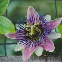 Plantas medicinales para la salud mental, emocional y energética plantas-medicinales-salud