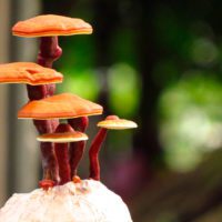 Reishi para el sistema inmune reishi-sistema-inmune