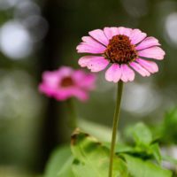 Suplementos alimenticios para subir las defensas y eliminar infecciones suplementos-alimenticios-subir-defensas
