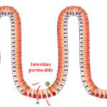 intestino-permeable