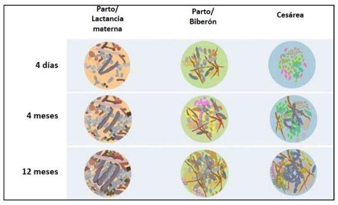 Fases de la microbiota intestinalk